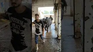 Slaughter House Ka Pehla Amal | Ground Reality 🐄🔥 #viral #shorts #trending