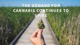 The Demand for Cannabis Continues to Spike