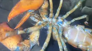 Diving under the sea to catch eels, crabs and sea cucumbers | Part 172-1