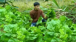 Green vegetables are a staple in the daily meals of Vietnamese farmers - Enjoying a meal alone.