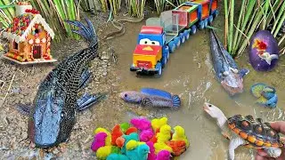 Exploring Deep River to Finding Big Koi Fish | Unexpected Ornamental Fish & River Monster Catfish