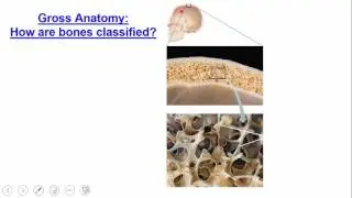 Bone Tissue