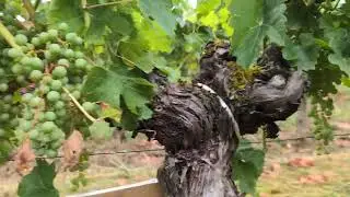 Клуб iWinemaker. Урожай 2025. ЛЕТО. Участок N&deg; 186