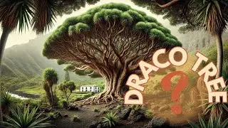 What Do DRAGON'S BLOOD TREES HIDE? SECRETS and Fascinating Facts 🐉