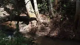 Karura Forest Nairobi Kenya 🇰🇪🇰🇪