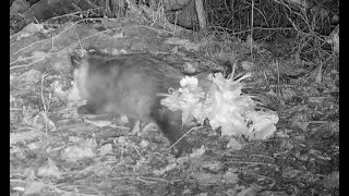 Opossum tail carrying nesting material Nebraska Oct 2025 530am
