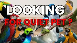 Best Birds for Apartment Living &ndash; Quiet Companions You&rsquo;ll Love!