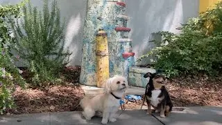 Two Dogs Tour the Pence Gallery