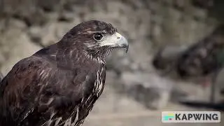 Beautiful And Dangerous Hawk Bird Video.