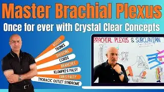 Brachial Plexus Anatomy | Basics to Clinical Application