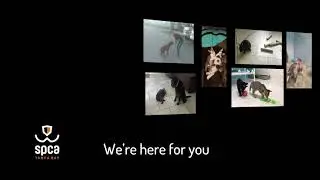SPCA Tampa Bay is a For-All Shelter that Rescues 9,500 Animals a Year