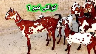 Feb1, 2026 #Pure barbry breed||Shouq wali bakriyna||Pakistan's best breed cont.03150445600 