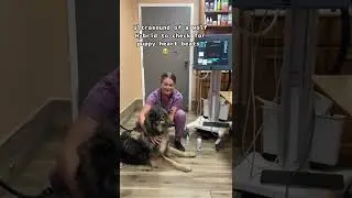 Wolf Hybrid pregnancy check using Ultrasound!