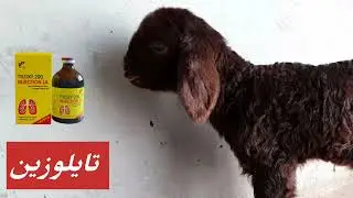 شاهد أسباب هذه الاصابة عند الخراف وكيفية علاجها الصحيح
