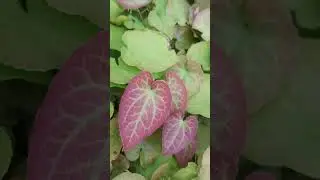 Почвопокровное Горянка красная # Epimedium rubrum # Bodendecker...