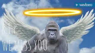 REMEMBER HARAMBE