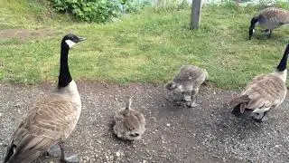 Canada Geese and Fledglings | Cute Baby Birds by Simbird