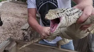 THE FOUR BIGGEST MONITOR LIZARDS IN AUSTRALIA! ADVENTURES IN AUSTRALIA, Day 8 - Dāv Kaufman Vlogs
