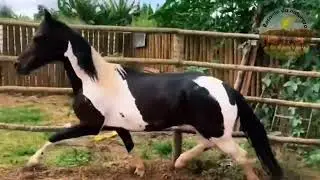 Tocando os gados da fazenda e mostrando um pouco dos cavalos da fazenda