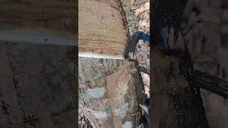 Rubber cutting new 😚#rubberfarming #shorts  #youtubeshorts #satisfying  #shortsfeed