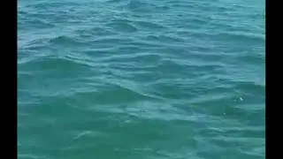 Huge Tiger Shark attacks turtle for food in the Caribbean #viralvideo #sportsfishing #