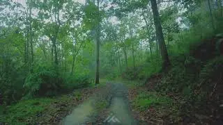 Road in the middle of the forest when it rains #asmr 