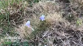 Harebell by Liz Dilnot Johnson solo for baroque violin