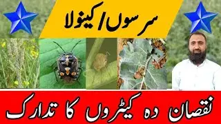 How to control harmful insects of mustard and Canola || Bilal Kanju Official