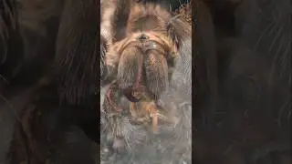 Bitten by a Tarantula ! would it hurt ?