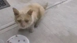 Help Fuzzy Cat Get To The Vet