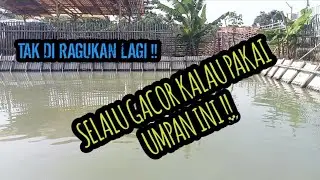 UMPAN JITU !! SELALU GACOR KALAU PAKAI UMPAN INI!! MANCING IKAN LELE KOLAM HARIAN 
