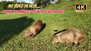 [4K] Drone fica amigo dos bichos no Parque 