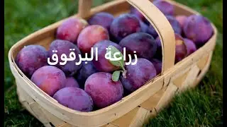 برقوق قراصيا طرق تكاثر وتسميد ورى وعناية  Prunus حلقة 231