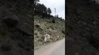 #sangla #rakchham #chitkul #solo #bike #ride #honda #cb300f #shorts #trending #video #vlog #kinnaur