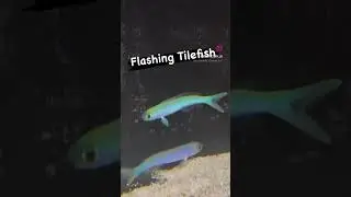 Flashing Tilefish