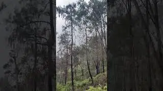 part 4 mt welirang via sb #hiking #travel #camping #nature #hikingadventures
