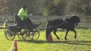 Driving trials - dartmoor hill pony and an older driver.