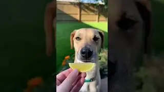 A Dog  Tasting  A Lemon Slice For The First Time #pets #dogvideos #dogsworld #doggiecorgi #dogslife