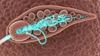 How Insulin Is Released from Pancreatic Beta Cells | Simple Biology Explanation