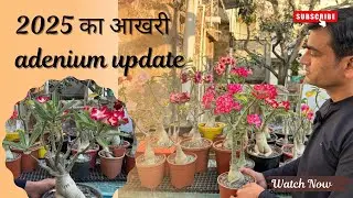 2025 last sunday adenium update 