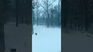 Winter in the woods. #winter #woods #snow #relaxing #chill