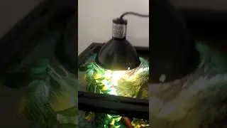 zilla tropical vertical kit terrarium review