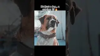 Loyalty. Survival. The wild spirit 🐕❄️🔥#viral