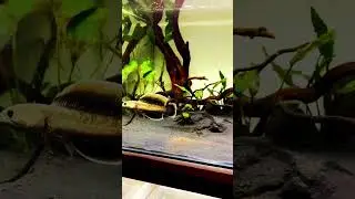 MMA Short : HighFin Limbata Snakehead  | Channa Limbata #snakehead #snakeheadfish #channalimbata