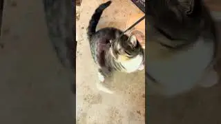 Alli playing with her toy in the garage that she found and having fun 🐱 🤩 