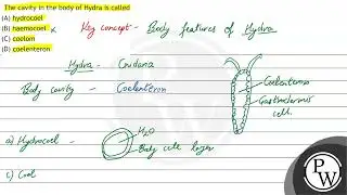 The cavity in the body of Hydra is called (A) hydrocoel (B) haemocoel (C) coelom (D) coelenteron