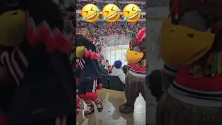 Tommy and Staley were having some fun🤣🤣🤣 #blackhawks #bears #mascots