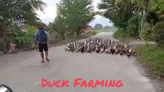 ASMR Duck Farming In The Philippines | Buhay Probinsya #asmrsounds #satisfying  #duckfarming #cool 