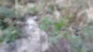 Atypus affinis spiderlings - Purseweb Spiders.