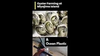 Japan | Miyajima Oysters & Ocean Plastic - Bring Back BAMBOO - sign the petition!